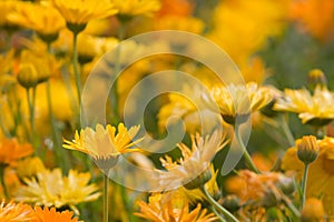 Orange and Yellow Flowers