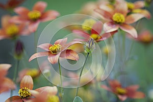 Orange and yellow flowers against green background