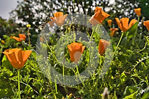 Orange Yellow flowers of eschscholzia californica or golden californian poppy, cup of gold, flowering plant. Madeira Islands,