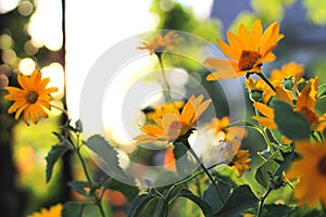 orange-yellow flowers at sunset. Similar to daisy flowers on a blurred background with bokeh