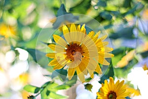 orange-yellow flowers at sunset. Similar to daisy flowers on a blurred background with bokeh