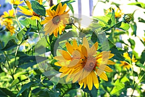 orange-yellow flowers at sunset. Similar to daisy flowers on a blurred background with bokeh