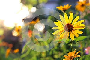 orange-yellow flowers at sunset. Similar to daisy flowers on a blurred background with bokeh