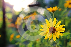 orange-yellow flowers at sunset. Similar to daisy flowers on a blurred background with bokeh