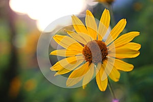 orange-yellow flowers at sunset. Similar to daisy flowers on a blurred background with bokeh