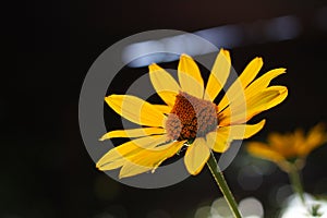 orange-yellow flowers at sunset. Similar to daisy flowers on a blurred background with bokeh