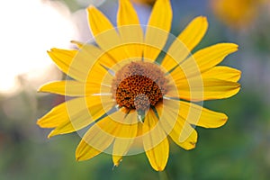 orange-yellow flowers at sunset. Similar to daisy flowers on a blurred background with bokeh