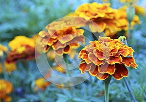 Orange yellow French marigold or Tagetes patula flower in summer garden.