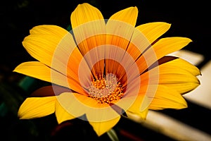 Orange and yellow gazania flower isolated on black background