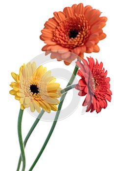 Orange and yellow gerbera