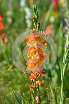 Orange yellow gladiolus spike (Gladiolus).