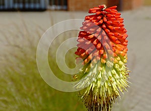 Orange, yellow and green torch lily flower head with blurred background