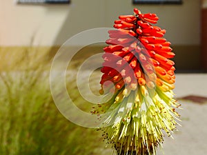 Orange, yellow and green torch lily flower. red hot poker