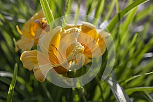 Orange yellow Hemerocallis \'Forty Carats\' (Daylily), many flowers