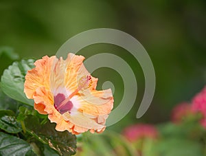 Orange Yellow Hibiscus flower blooming in garden