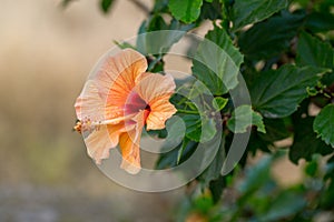 Orange yellow hibiscus flower with veins on the blurred light background. Macro. Copypaste.