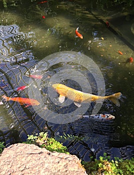 Orange and Yellow Koi in a Fish Pond