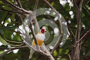 Orange and yellow Lady gouldian finch Erythrura gouldiae bird