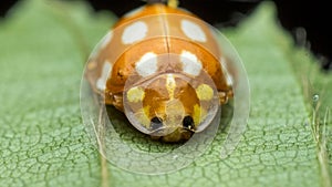 Orange or yellow ladybug, Halyzia sedecimguttata, or orange ladybird, is a species of Coccinellidae ladybirds family, hiding or
