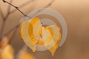 Orange yellow leaf in sunlight. Autumn landscape with blurred, unfocused background, Golden Autumn Banner. Layout