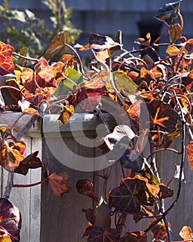Orange and yellow leaves spilling out of wooden planter\'s box