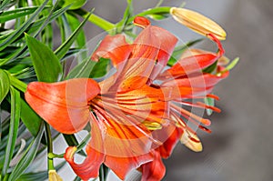 Orange yellow lilies flowers, Lilium candidum, close up