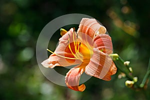 Orange-yellow lily flower,Close-up