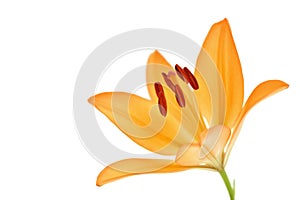 Orange yellow lily flower isolated on white