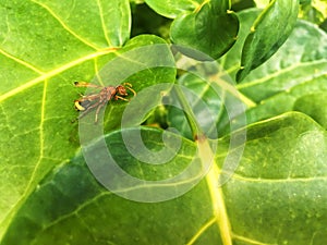 Orange with yellow line on black bud wasp walking on green leaf.