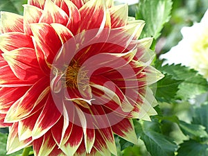 Orange and Yellow long petal Dahlia Flame Thrower