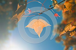 the orange or yellow maple leaves on blue sky background among s