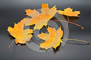 4 orange and yellow maple leaves on a gray slate tile, as a fall nature background