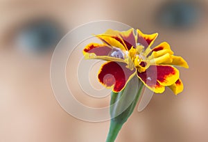 Orange yellow Marigold flower