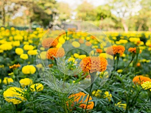 Orange and yellow marigold flowers or zinnia flower blooming in garden.