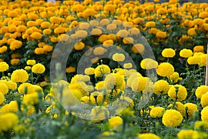 Orange Marigolds flower fields, selective focus