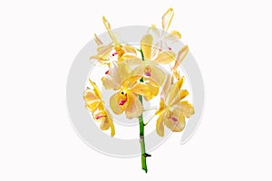 Orange, yellow mokara orchids stem (Tammy, Punnee, Chitti, Tangerine) isolated on white background.
