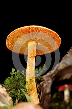 Orange and yellow mushroom on wet and humid green mossy forest floor. Isolated on black