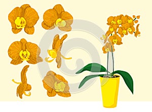 Orange and yellow orchid plant in pot.