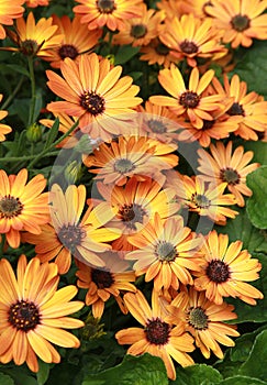 Orange-yellow Osteospermum blooms in summer