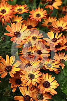 Orange-yellow Osteospermum blooms in summer