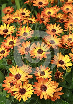 Orange-yellow Osteospermum blooms in summer