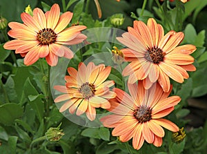 Orange-yellow Osteospermum blooms in summer