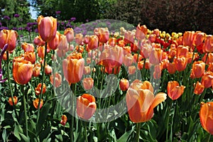 Orange, Yellow, and Peach Colored Tulips in Full Bloom