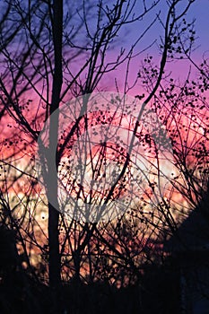 Orange, yellow, red, pink, purple, and blue sunset behind trees in vertical orientation