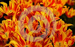 Orange, Yellow, Red, Striped Tulips, MONSELLA, El Cid in Botanical Garden of Moscow University `Pharmacy Garden` or `Aptekarskyi o