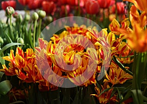 Orange, Yellow, Red, Striped Tulips, MONSELLA, El Cid in Botanical Garden of Moscow University `Pharmacy Garden` or `Aptekarskyi o