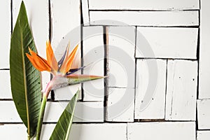 Orange tropical flowers and exotic leaves lie on a table of white plaque boards. A bird of paradise.