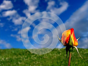 Orange - Yellow Rose