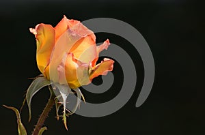 An orange and yellow rose against a dark background