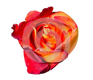 Orange yellow rose bud isolated on white background